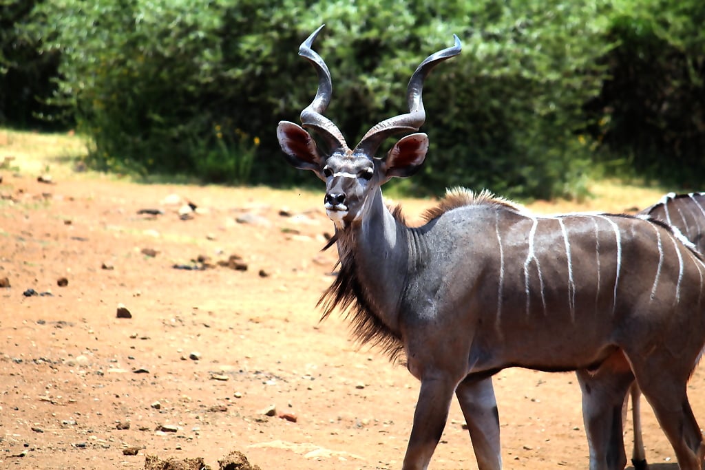 Pilanesberg National Park Safari