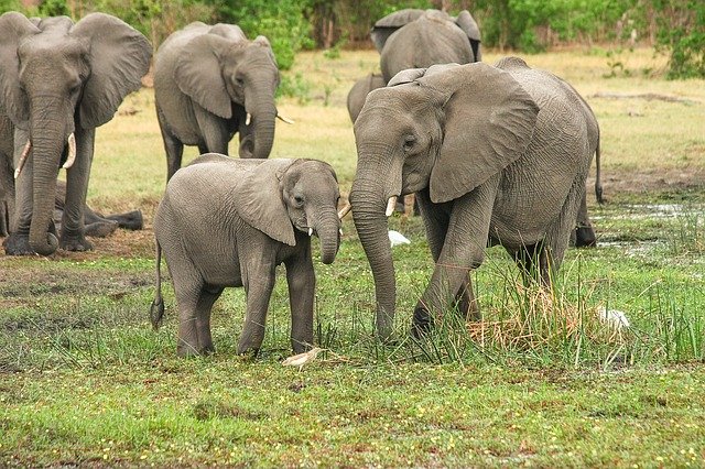 elephant-Kruger-national-park