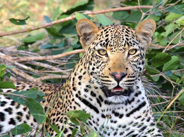 leopard-Kruger-national-park
