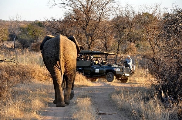 African Safari Big 5 Pc Game African Safari Big 5 Pc Game