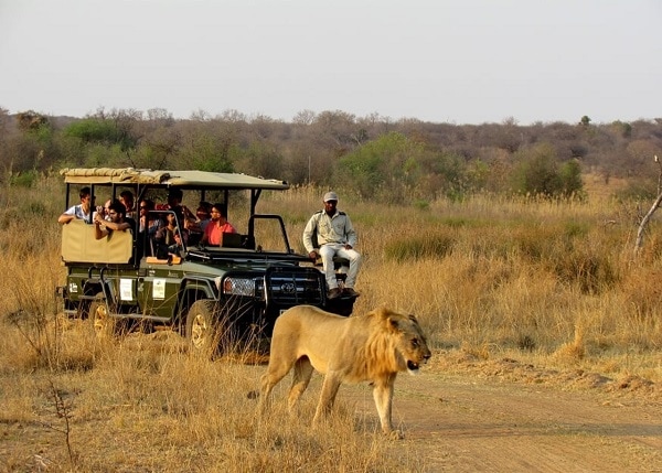 African Safari Big 5 Pc Game African Safari Big 5 Pc Game